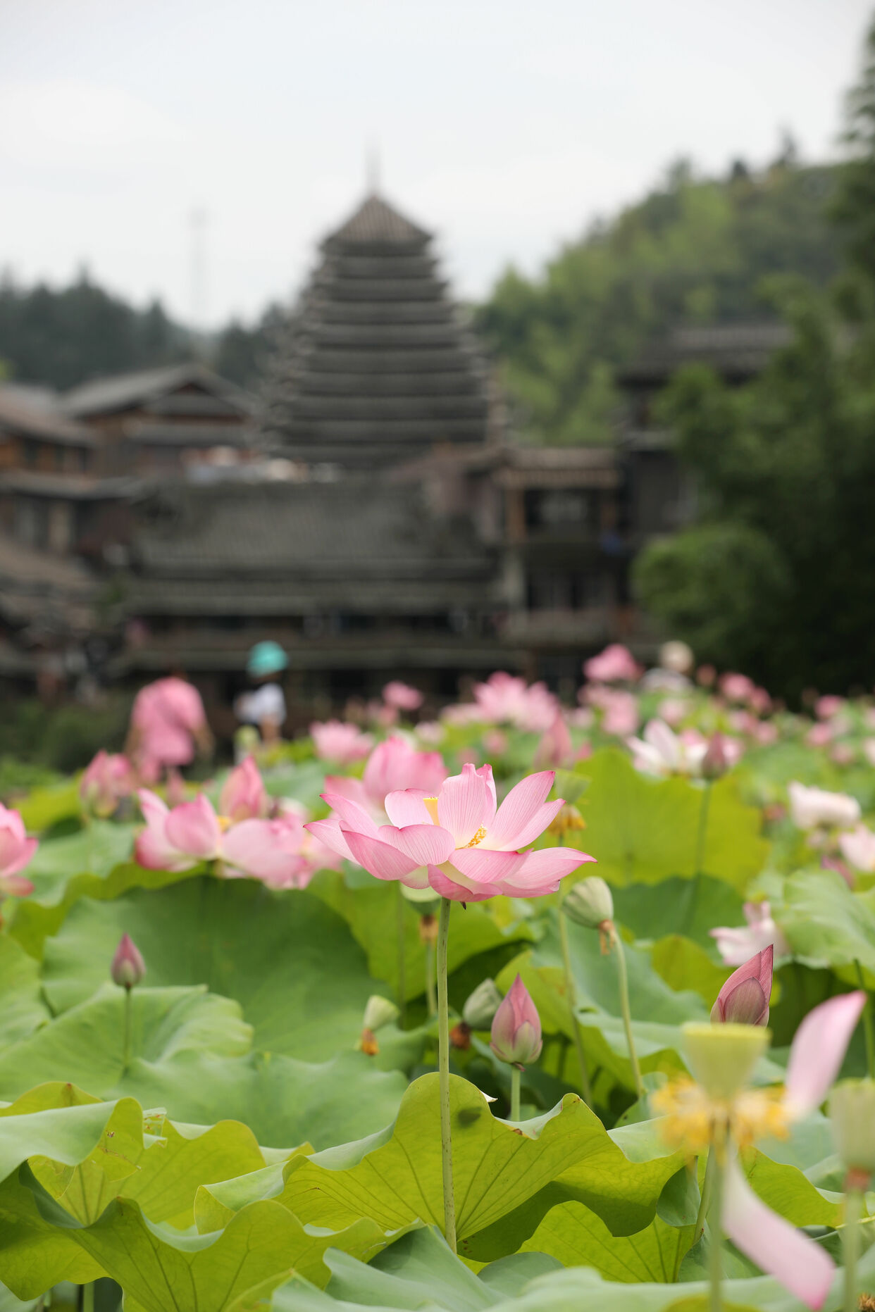 Lotus Flowers in Full Bloom in Sanjiang Dong Autonomous County, Guangxi_fororder_SADA