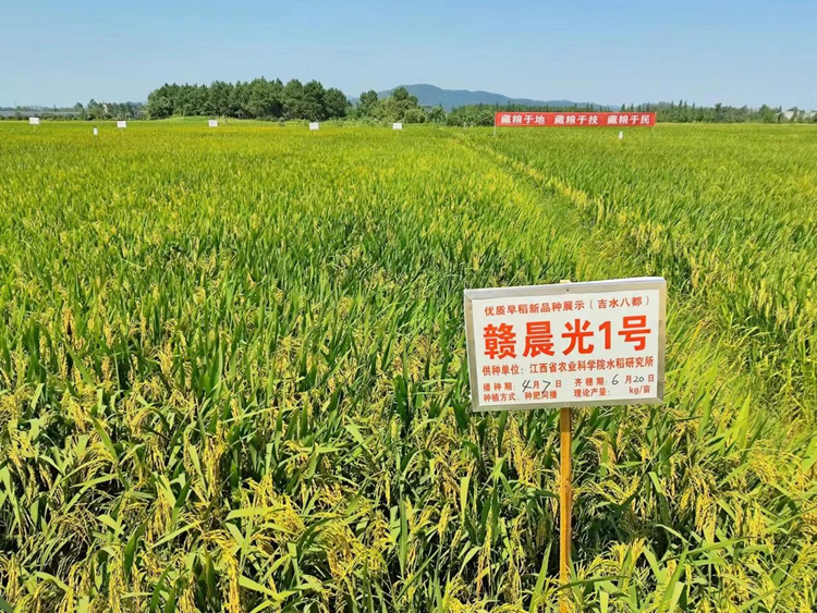 江西：新型稻种创新高 多种优势应用广_fororder_图片4