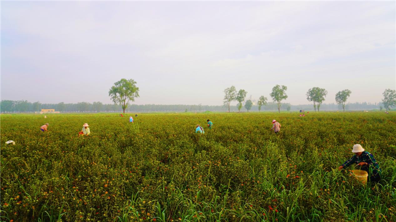 濮阳市范县：红花开出好“钱景”