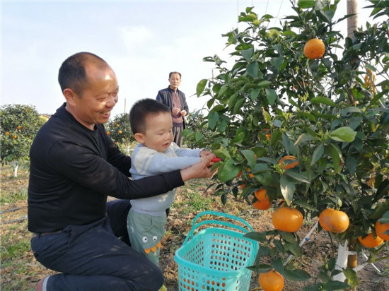 【行游巴渝 标题摘要】踏春休闲好去处 重庆西郊现代农业园沃柑待采摘