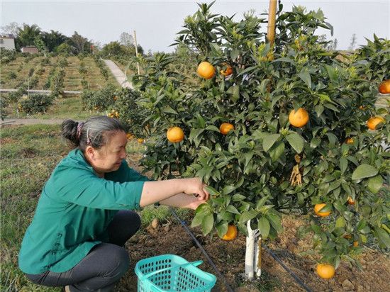 【行游巴渝 标题摘要】踏春休闲好去处 重庆西郊现代农业园沃柑待采摘