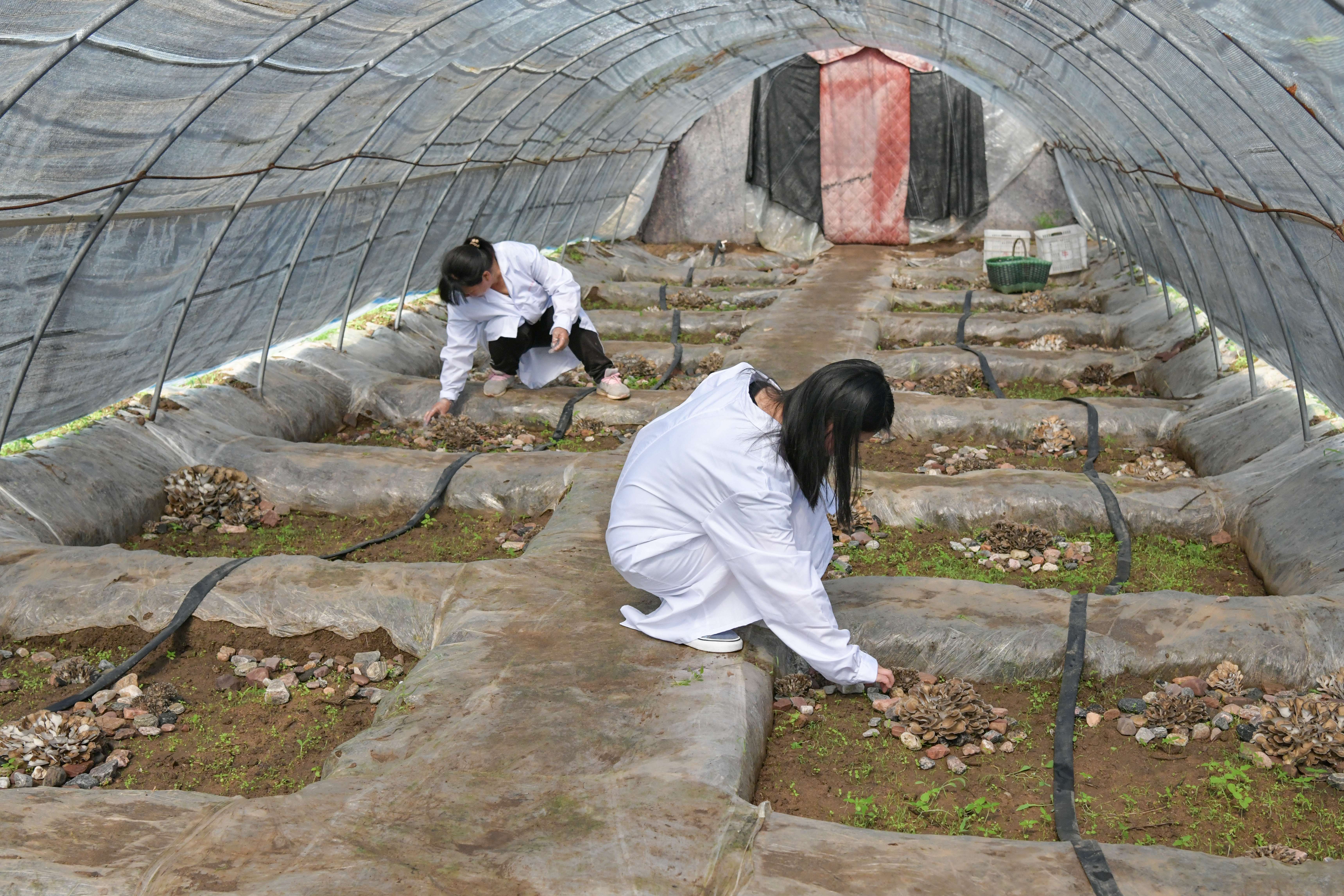 河北沙河：栗蘑种植助力村民增收_fororder_微信图片_20230710095750