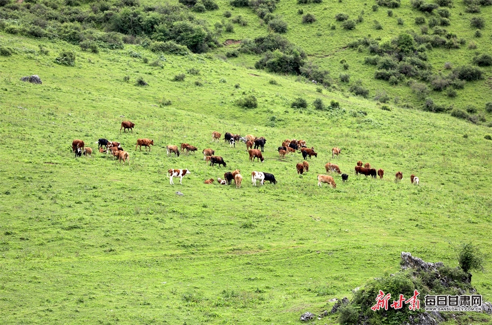 隴南文縣雄黃山：草甸如茵山峰險 牛羊散落似珍珠_fororder_7