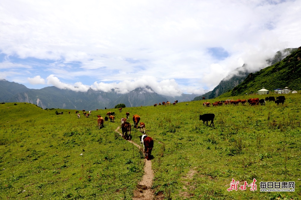 隴南文縣雄黃山：草甸如茵山峰險 牛羊散落似珍珠_fororder_11