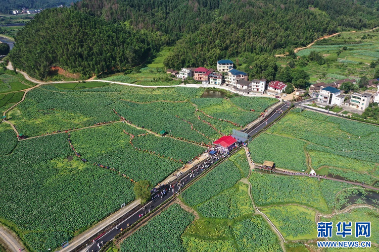江西吉安：夏日荷花美 乡村展新颜_fororder_5