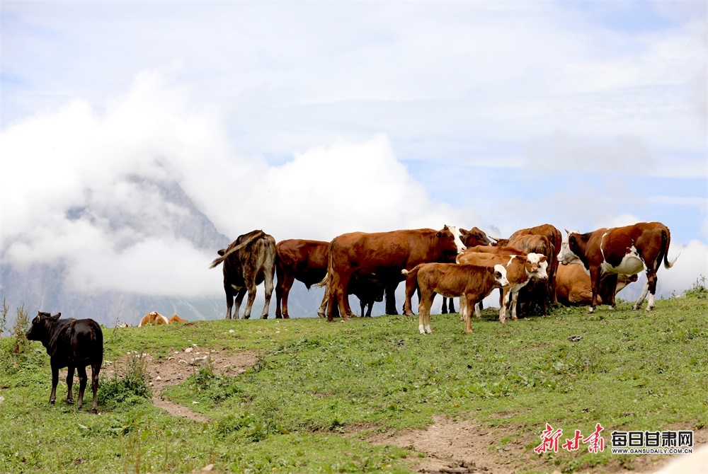 隴南文縣雄黃山：草甸如茵山峰險 牛羊散落似珍珠_fororder_10