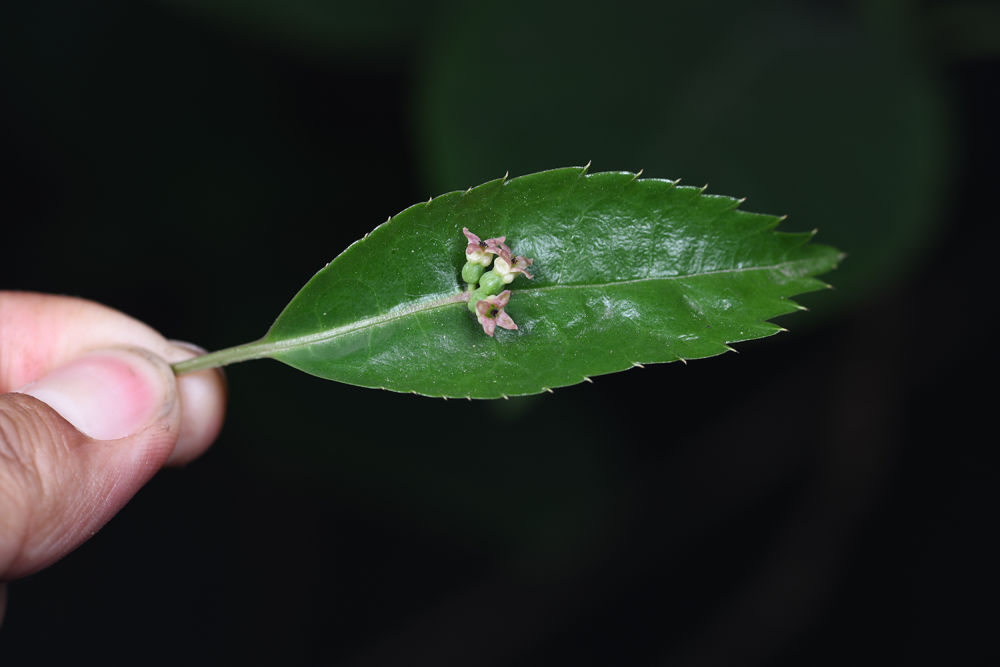 （转载）这里是成都龙泉驿！