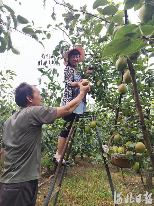 河北：立秋看农事