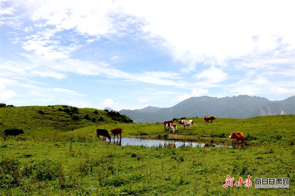 隴南文縣雄黃山：草甸如茵山峰險 牛羊散落似珍珠_fororder_12