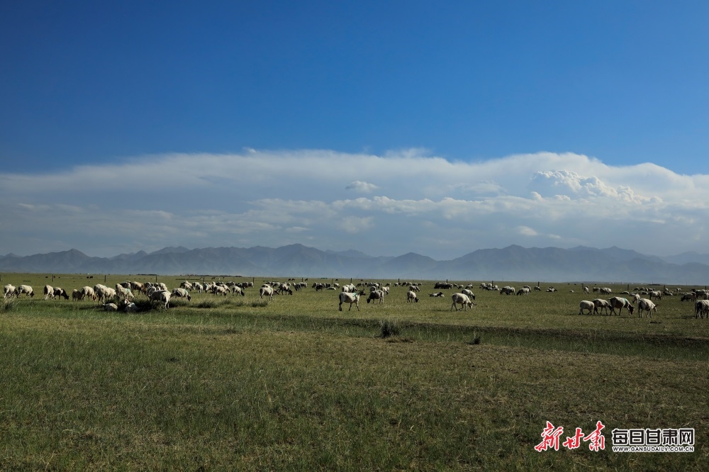 张掖：高温来袭 在山丹马场尽享22℃的夏天_fororder_7