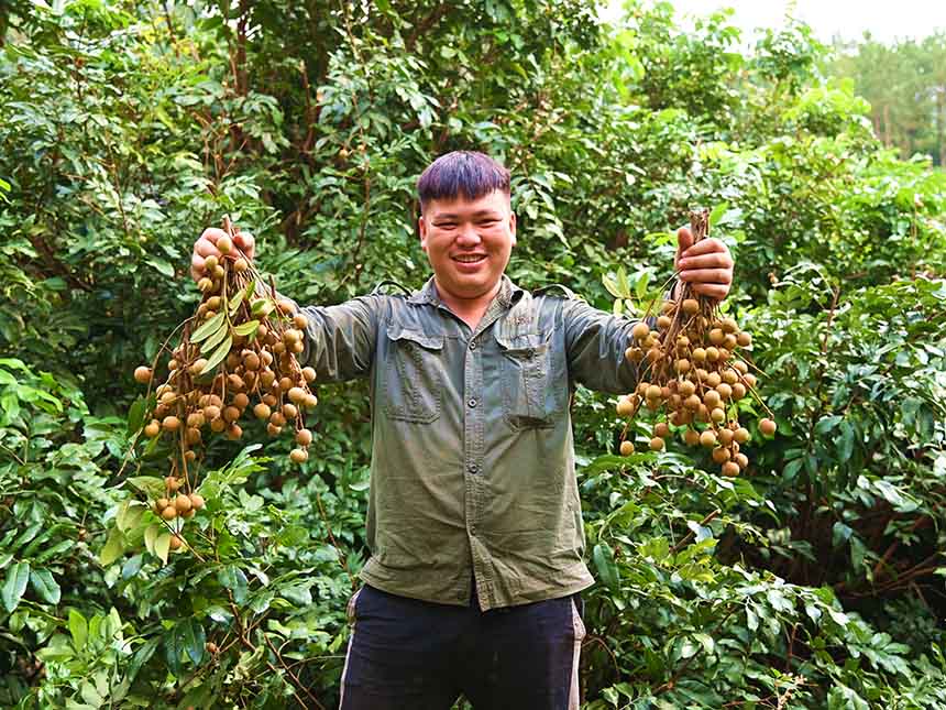 廣西崇左：龍眼喜豐收 果農笑開顏