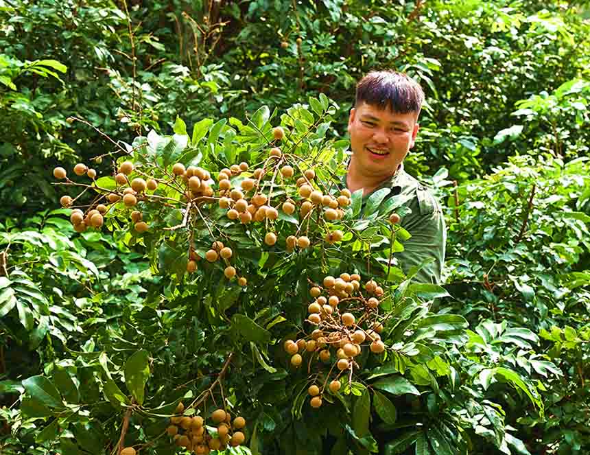 廣西崇左：龍眼喜豐收 果農笑開顏