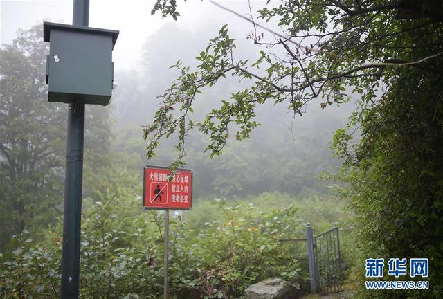 “探秘”大熊猫野化训练