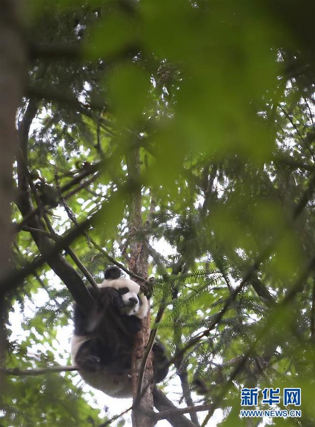 “探秘”大熊猫野化训练