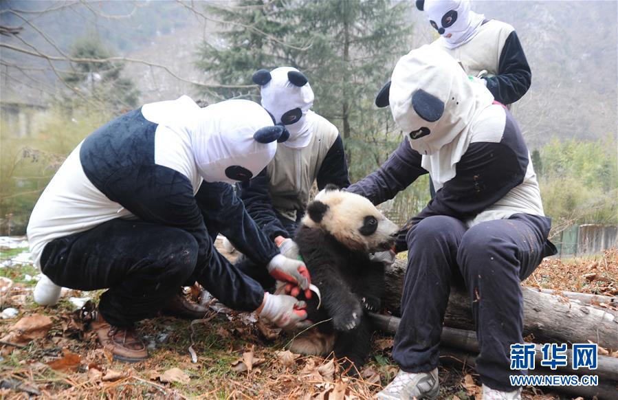 “探秘”大熊猫野化训练