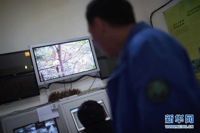 “探秘”大熊猫野化训练