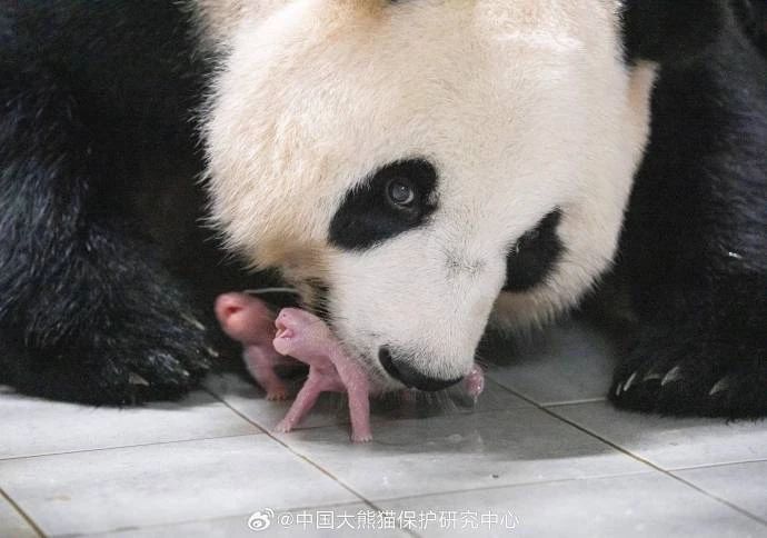 （转载）恭喜华妮！ 旅韩大熊猫喜诞双胞胎
