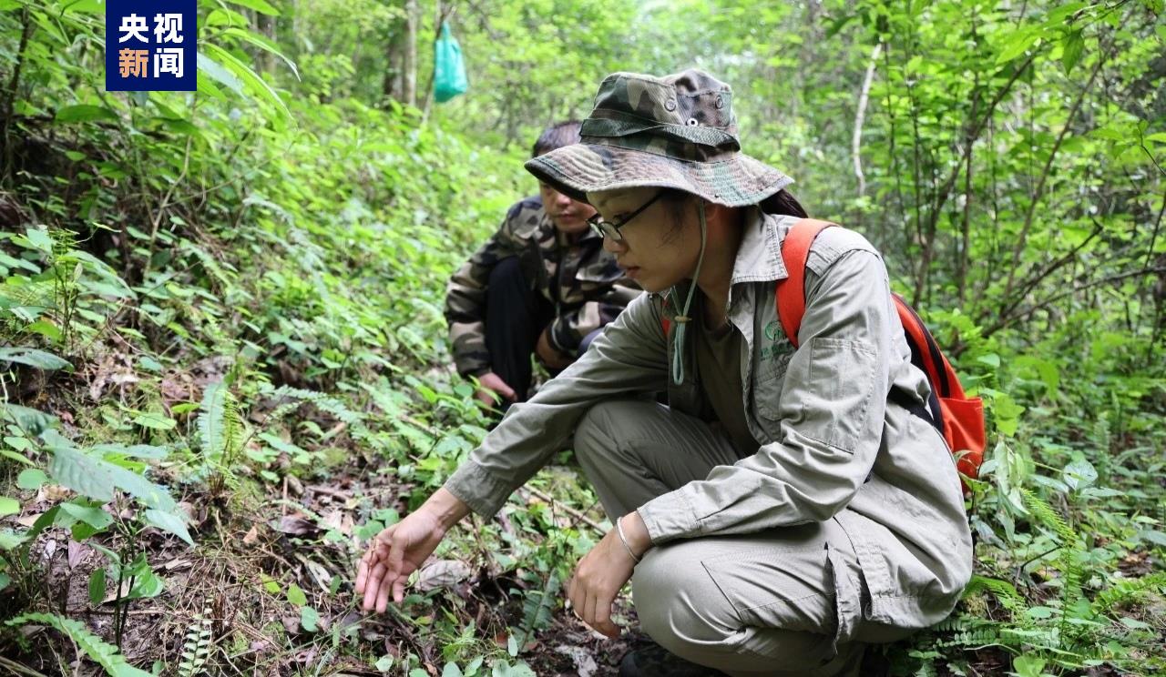 廣西首次發現!木論自然保護區發現小小斑葉蘭