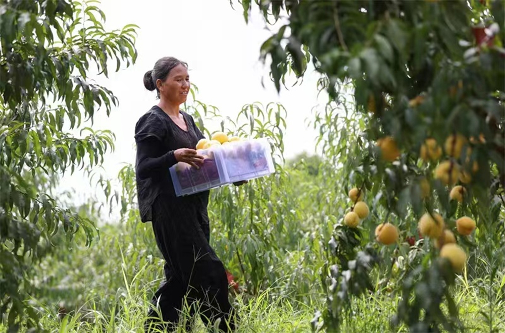 贵州玉屏：黄桃大丰收 采摘正当时_fororder_图片3