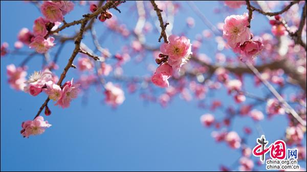 雪映桃花别样红，达古冰山初春美景漫天花舞