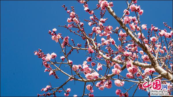 雪映桃花别样红，达古冰山初春美景漫天花舞