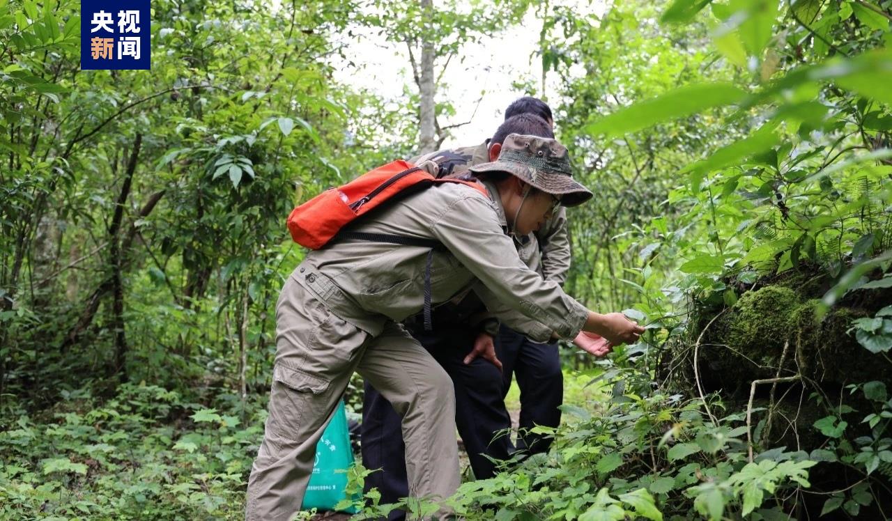 廣西首次發現!木論自然保護區發現小小斑葉蘭