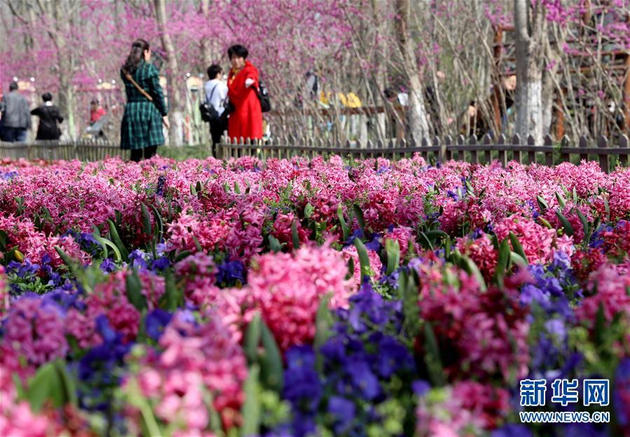 上海：赏春花 沐春风