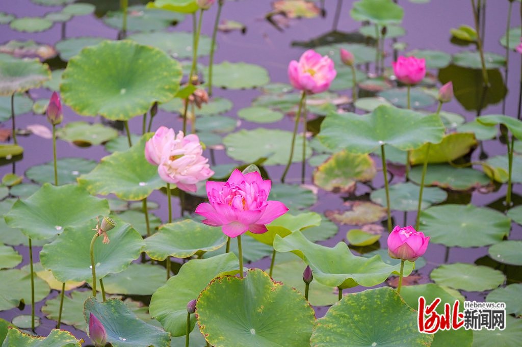 河北石家庄：荷花盛开 夏意满塘_fororder_6