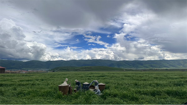 四川阿坝县6万余亩青稞飘绿将努力建设高原粮仓