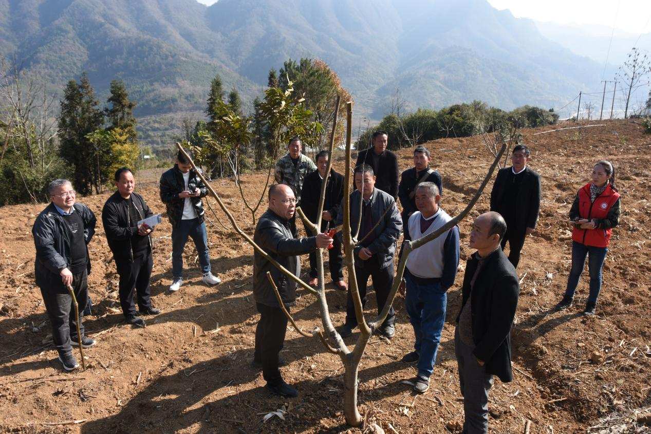 广西凤山：强化科学管护 核桃树硕果累累_fororder_图片12