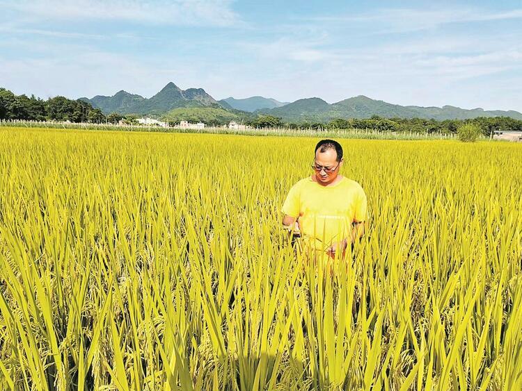 广东多地引进新稻种拓宽农民增收致富路