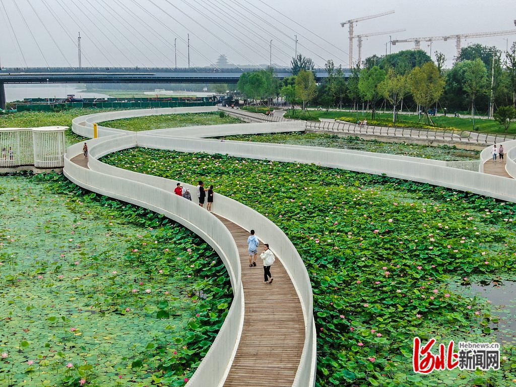河北石家庄：荷花盛开 夏意满塘_fororder_3