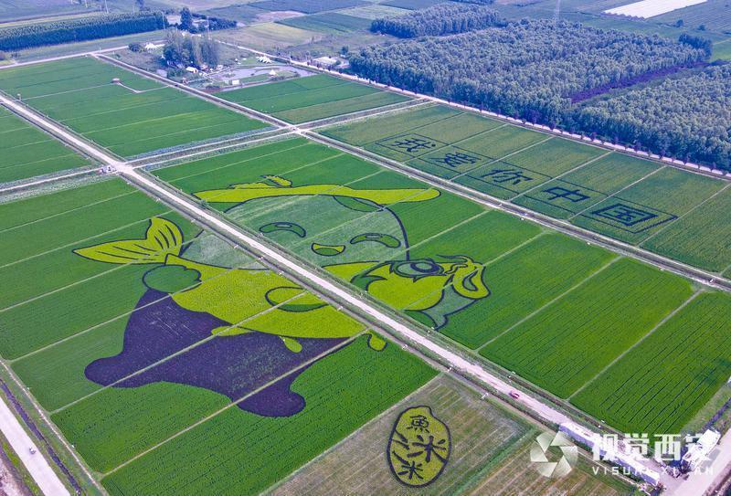 稻田巨画鱼米乡