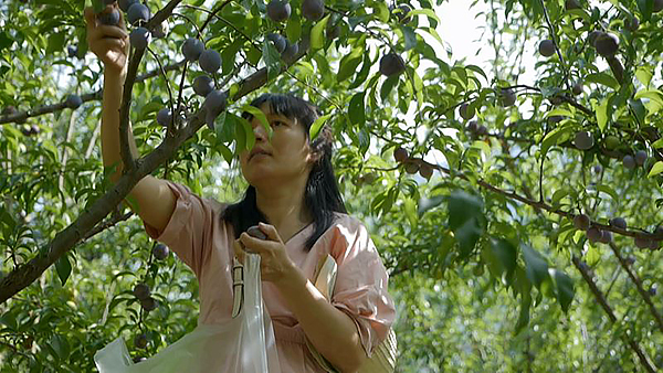 广元青川：夏日有“李” 学房村李子成熟采摘忙_fororder_游客采摘翠红李(1)