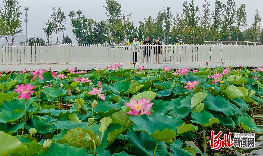 河北石家庄：荷花盛开 夏意满塘_fororder_1
