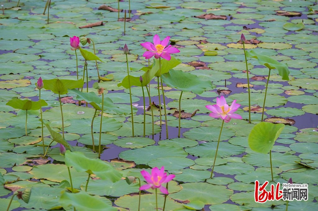 河北石家庄：荷花盛开 夏意满塘_fororder_5