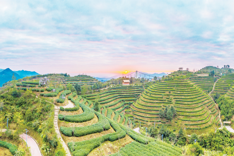 攥指成拳，漳州乌龙茶走向“大一统”_fororder_微信截图_20230714092611