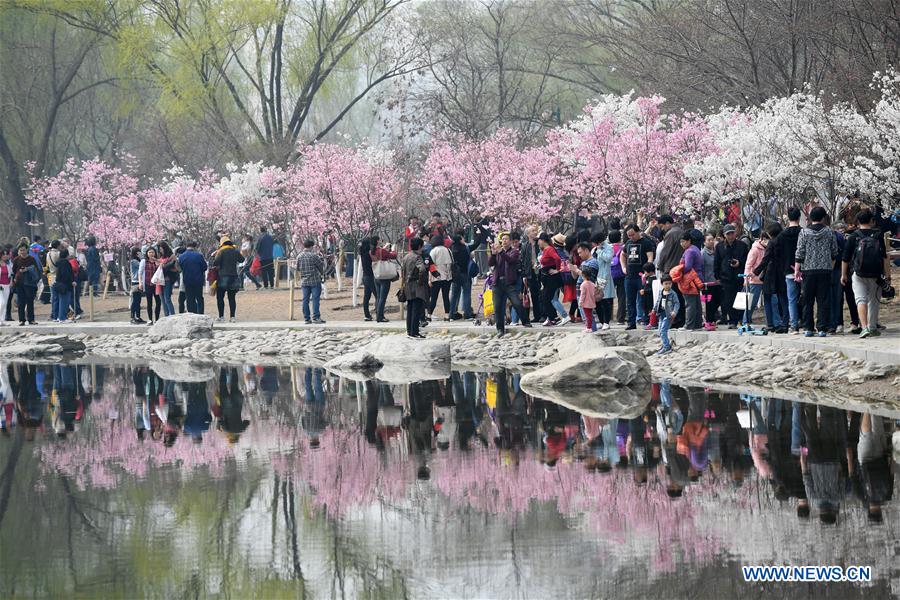 Cherry blossom cultural festival opens at Yuyuantan Park in Beijing