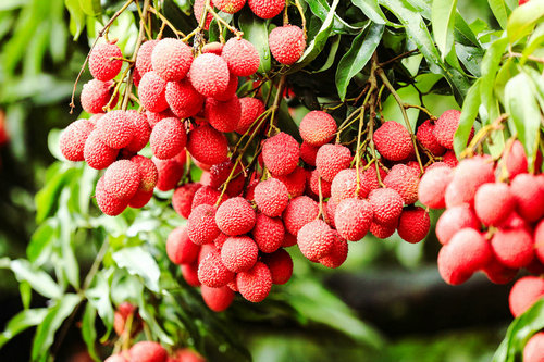 （转载）四川合江：荔枝红了