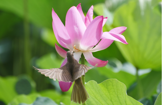 （原创）河北邯郸：荷花盛时苇莺随 花香飘溢闻莺啼_fororder_河北邯郸：荷花盛时苇莺随 花香飘溢闻莺啼233