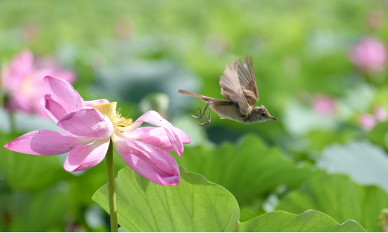 （原创）河北邯郸：荷花盛时苇莺随 花香飘溢闻莺啼_fororder_河北邯郸：荷花盛时苇莺随 花香飘溢闻莺啼481