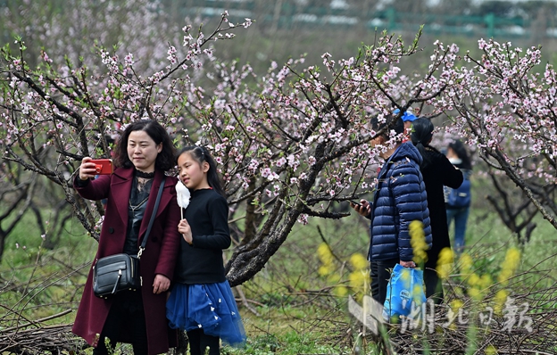 【大美荊楚·靈秀湖北】桃花開 春意濃