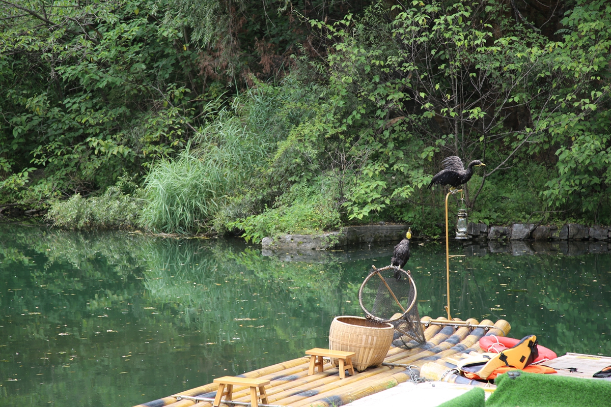 图片默认标题_fororder_鸬鹚在船上嬉戏 摄影 宋王晗.JPG