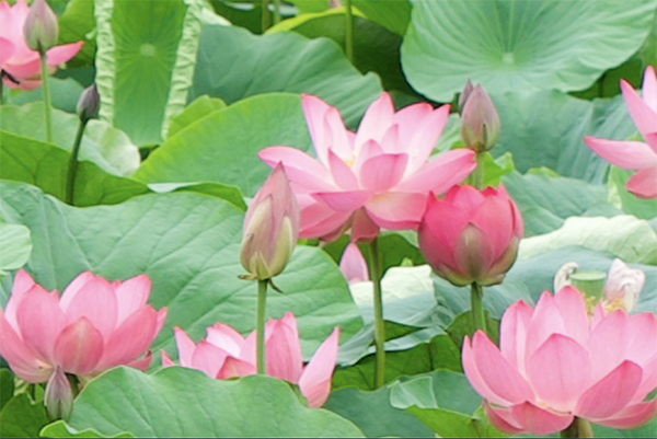 雅安盛夏七月荷花绚烂满雨城