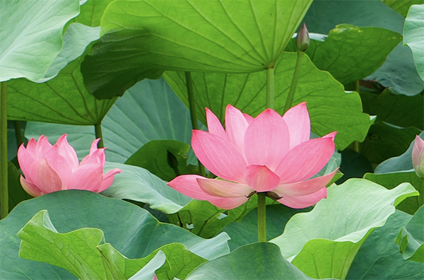 雅安：盛夏七月 荷花绚烂满雨城_fororder_荷花清丽-供图-雨城区融媒体中心