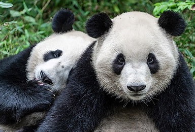 成都大運會“友誼使者”大熊貓探密