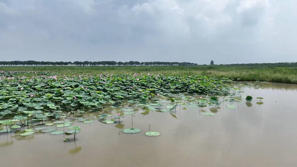 武汉沉湖湿地变身记