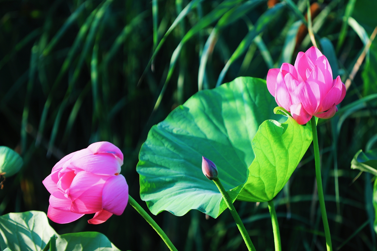 图片默认标题_fororder_出淤泥而不染 摄影 康胜