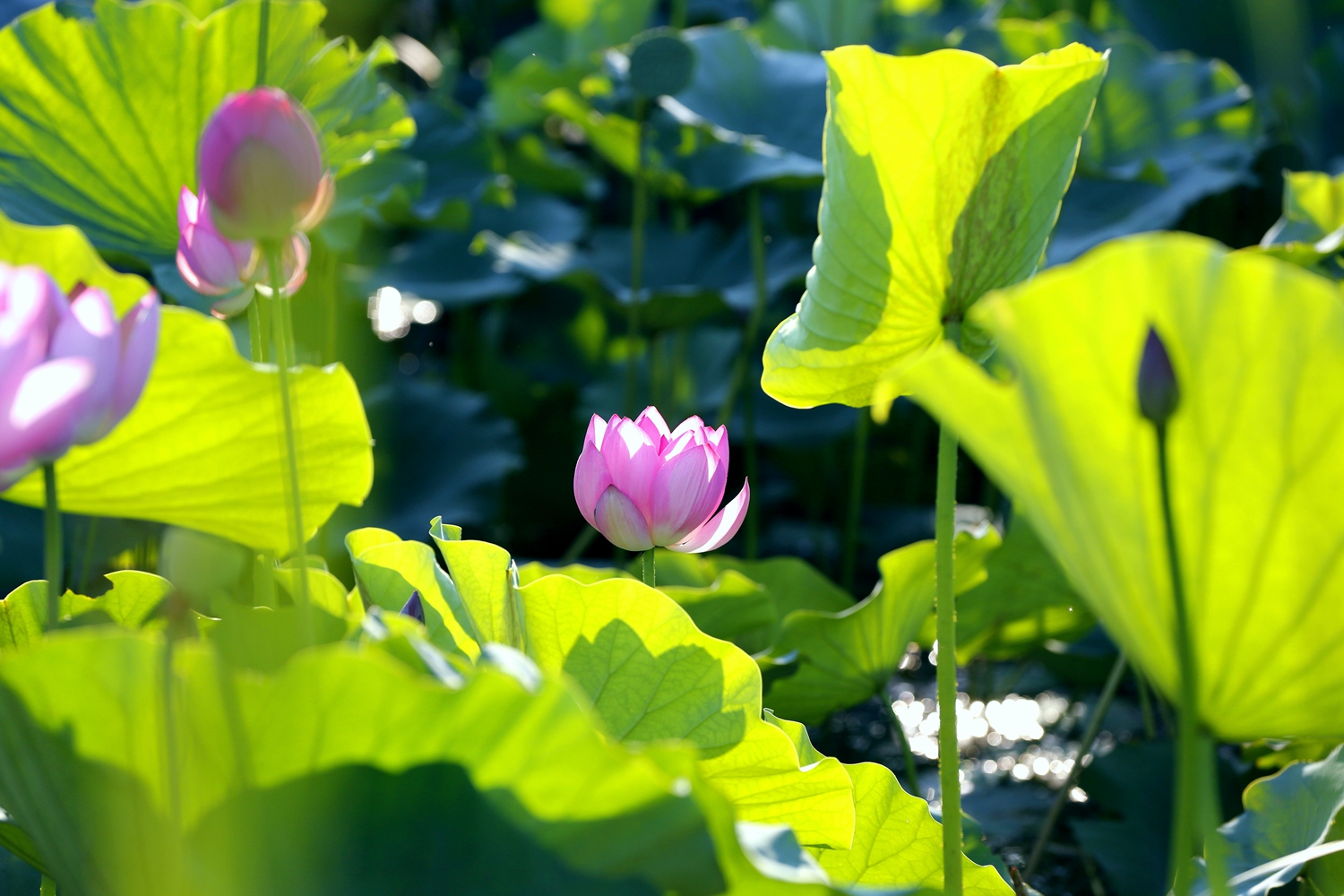 图片默认标题_fororder_荷花盛开吸引众人来 摄影 田素然