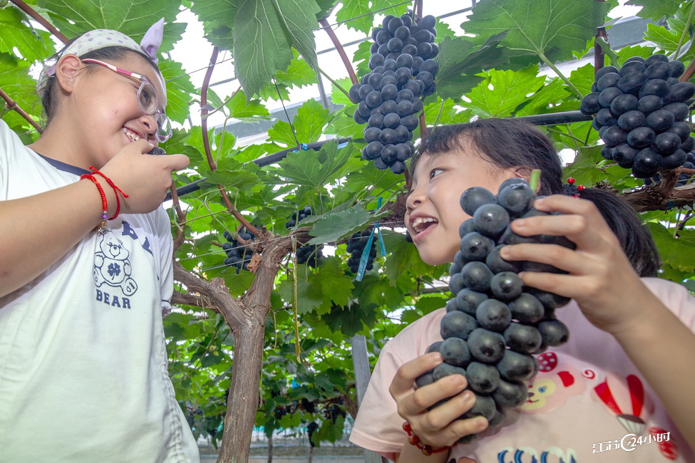 南京六合：市民遊客體驗採摘葡萄